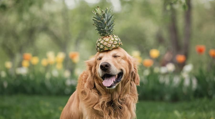 Can Dogs Eat Pineapple?